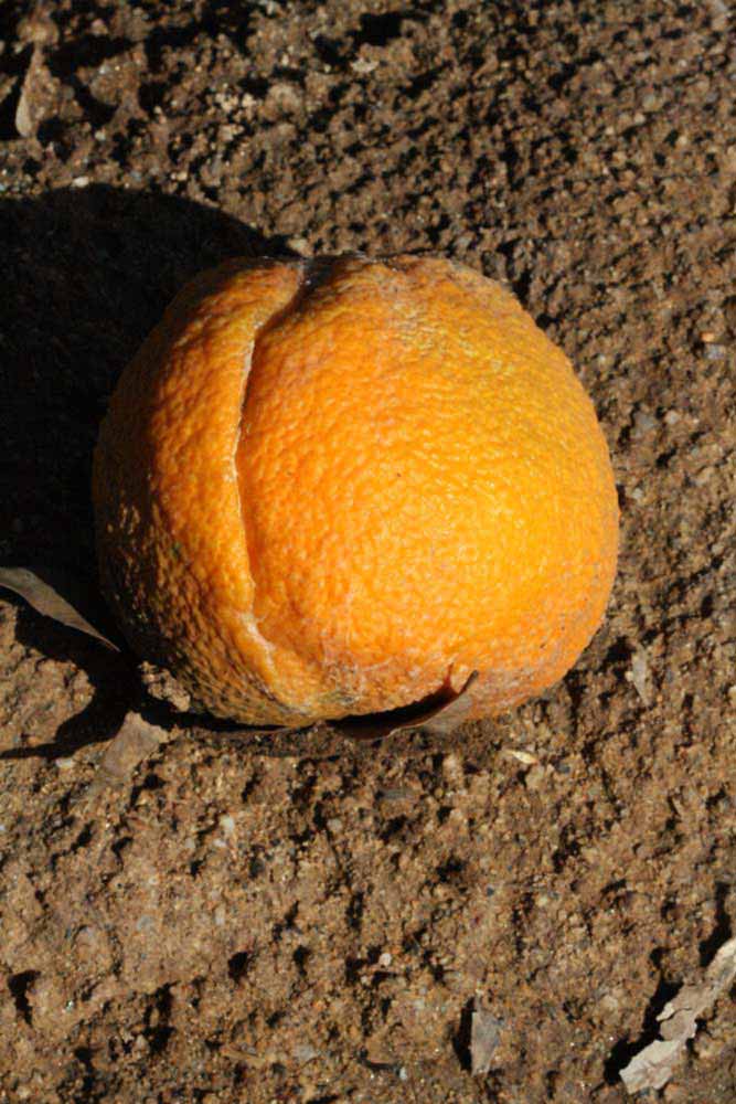            Fruit (Riverside, CA)   